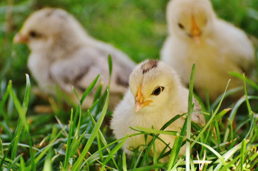chicks-chicken-small-poultry-162164