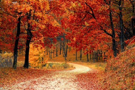 fall-autumn-red-season.jpg